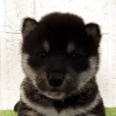 柴犬(標準サイズ)