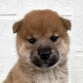 柴犬(標準サイズ)