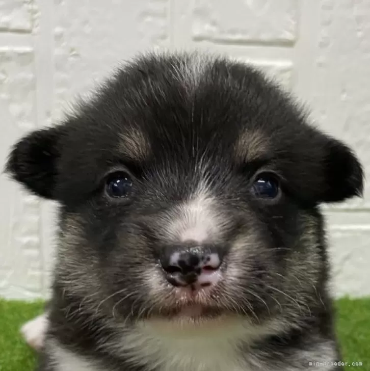 ID:2410-05903の子犬