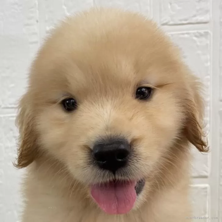 ID：2407-01989の子犬