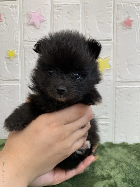 ID：2107-00274の子犬