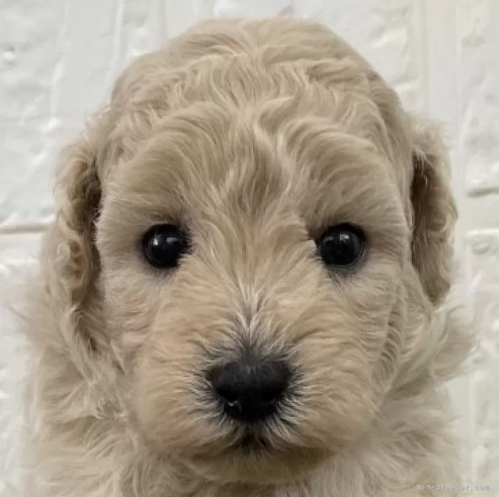 ID：2408-02927の子犬