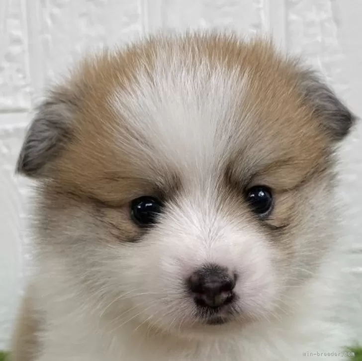 ID:2405-05190の子犬