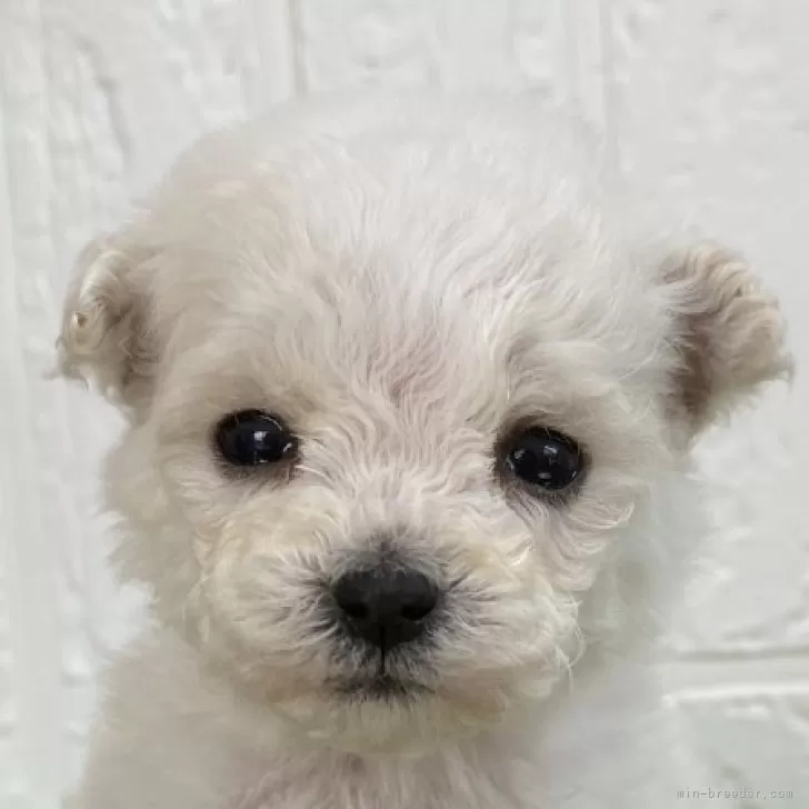 ID:2403-02194の子犬