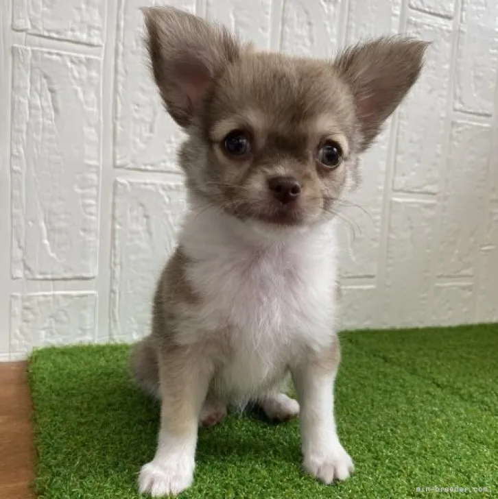ID：2306-01745の子犬