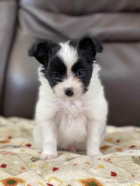 ID：2203-02265の子犬