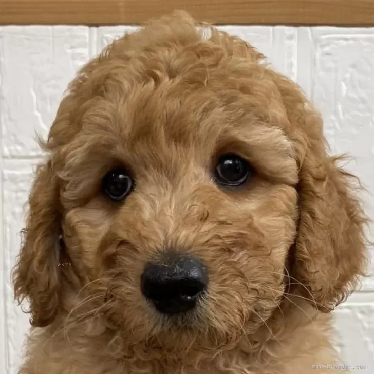 ID：2408-01404の子犬