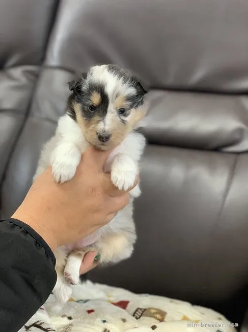 ID：2112-01478の子犬