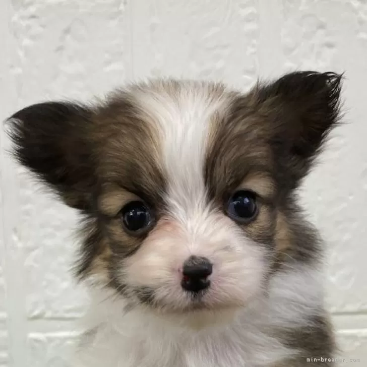 ID：2402-04045の子犬