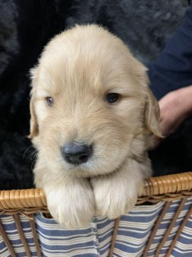 ゴールデンレトリバー【徳島県・男の子・2019年12月18日・ゴールド】の写真「超良血統✨チャンピオン直子✨」