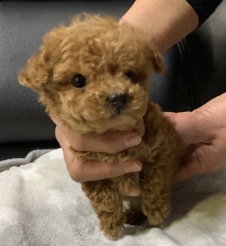 トイプードル(トイ)【徳島県・女の子・2019年10月17日・レッド】の写真「いつも、しっぽがフリフリ🎵毎日元気兄妹犬と遊んです」