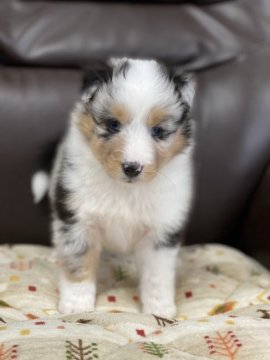 シェットランドシープドッグ【徳島県・男の子・2022年3月10日・ブルーマール】の写真「✨フルカラーの綺麗な男の子✨」