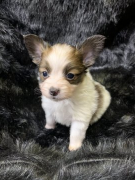 パピヨン【徳島県・男の子・2019年12月12日・白茶】の写真「1/30まで期間限定販売❤綺麗な男の子✨」