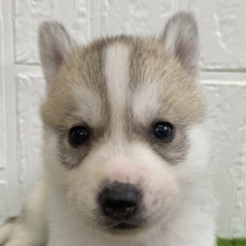 シベリアンハスキー【徳島県・男の子・2023年12月24日・シルバー&ホワイト】の写真「可愛い男の子です♡※2/21まで」