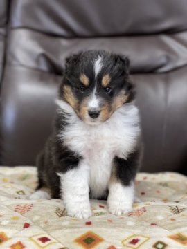 シェットランドシープドッグ【徳島県・女の子・2022年3月10日・トライ】の写真「✨お茶目で可愛い女の子✨」