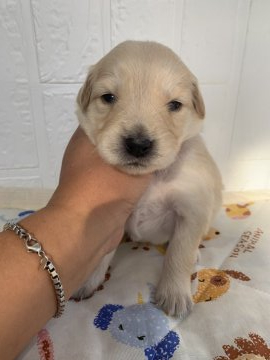 ゴールダー【徳島県・女の子・2021年11月10日・ゴールド】の写真「可愛い女の子❤」