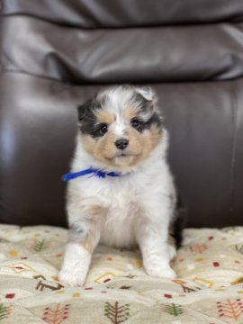 シェットランドシープドッグ【徳島県・男の子・2022年3月10日・ブルーマール】の写真「✨可愛い綺麗な男の子✨」