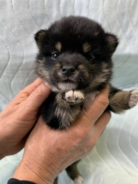 柴犬(標準サイズ)【徳島県・男の子・2019年12月11日・黒】の写真「1/30まで期間限定販売！JKC CH直子❤✨✨」