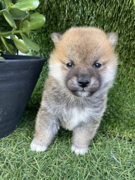 柴犬(標準サイズ)【徳島県・男の子・2019年10月30日・赤】の写真「とても大人しくて人懐っこい男の子です🐾」