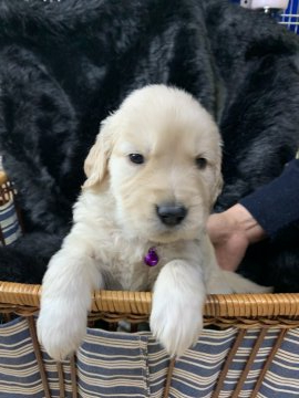 ゴールデンレトリバー【徳島県・女の子・2019年12月18日・ゴールド】の写真「超良血統✨チャンピオン直子✨」