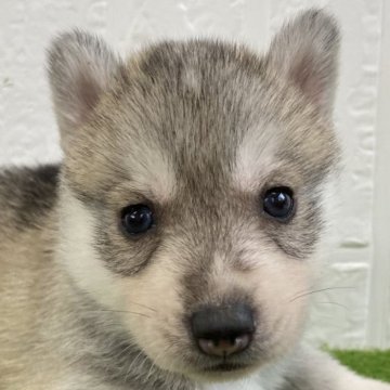 シベリアンハスキー【徳島県・女の子・2023年12月24日・シルバー&ホワイト】の写真「可愛い女の子です♡※2/21まで」