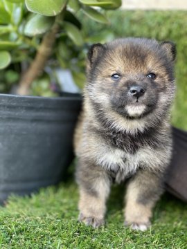 柴犬(標準サイズ)【徳島県・男の子・2019年10月31日・赤】の写真「JKCチャンピオン直子✨イケメンボーイ❤」