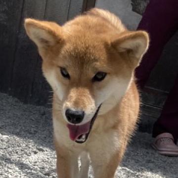 柴犬(標準サイズ)【徳島県・女の子・2021年7月14日・赤】の写真「元気いっぱい小ぶりのお姫様♥️」