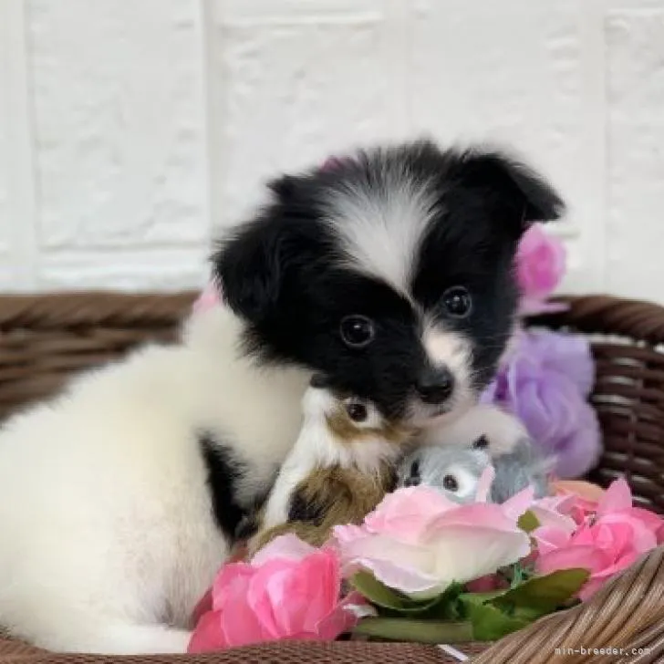 ID：2211-03722の子犬