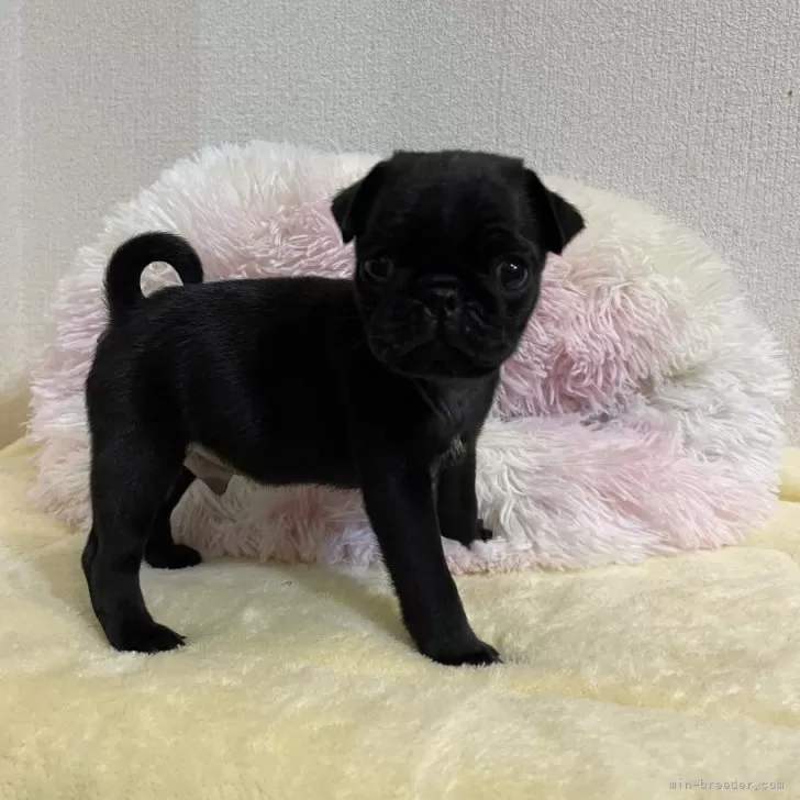ID:2411-02201の子犬