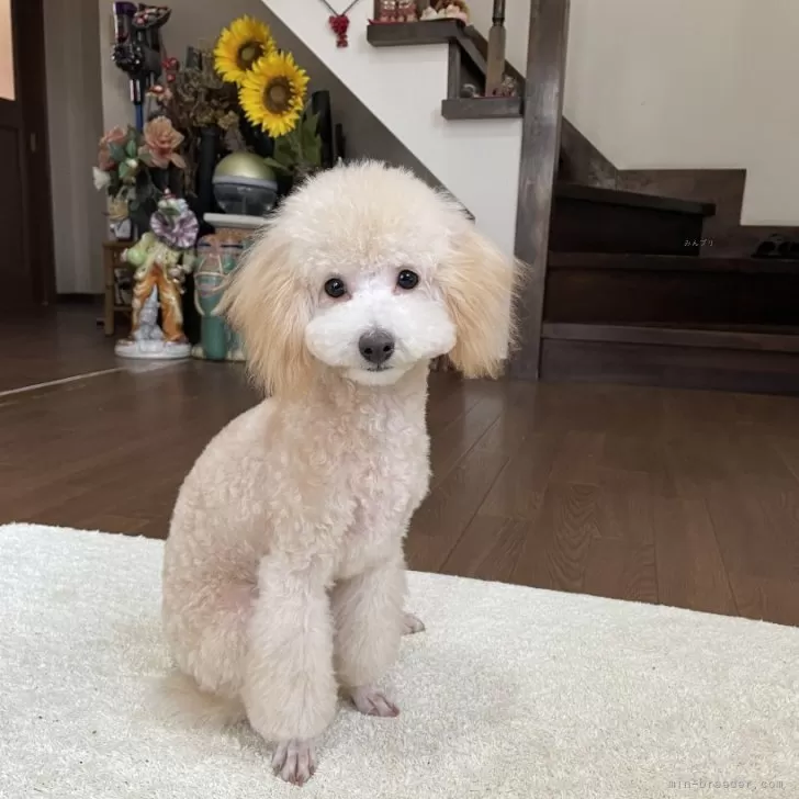 ID:2410-05616の子犬