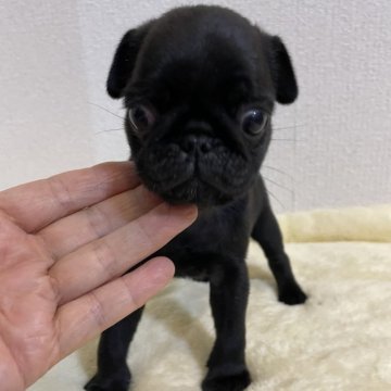パグ【鹿児島県・男の子・2024年9月23日・ブラック】の写真「可愛い」