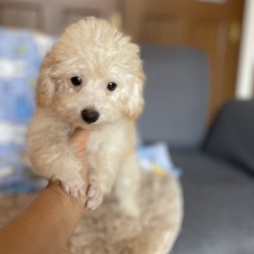 トイプードル(タイニー)【鹿児島県・男の子・2024年8月28日・クリーム】の写真「可愛い」