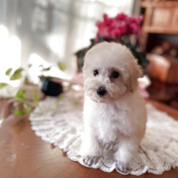 トイプードル(タイニー)【鹿児島県・男の子・2025年9月20日・クリーム】の写真「可愛い」