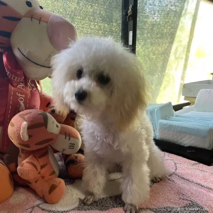 ID：2405-05737の子犬