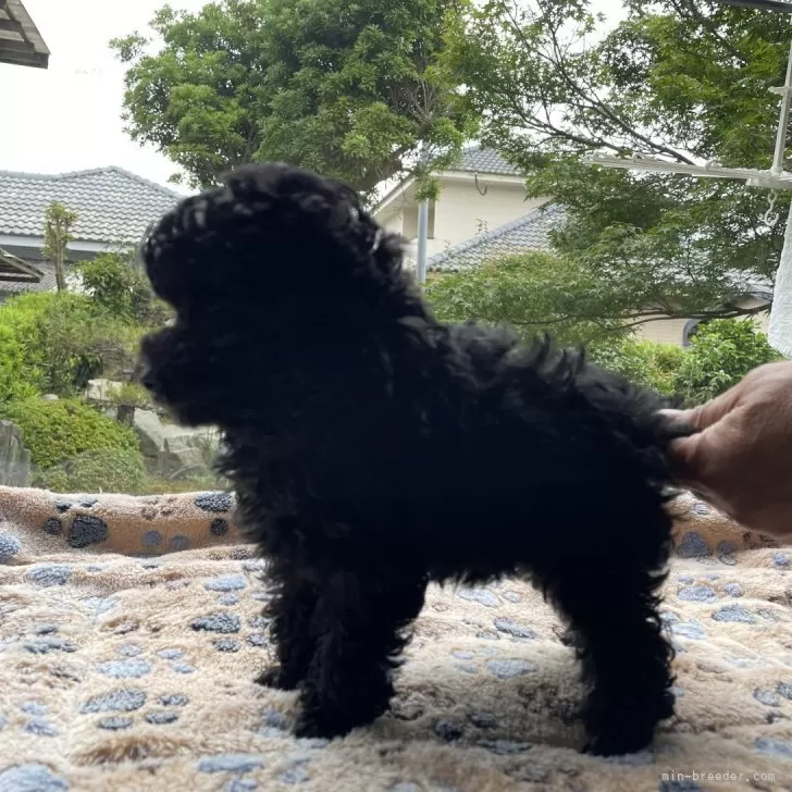 ID：2404-06777の子犬