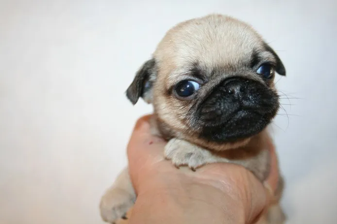 あすま 様のお迎えした子犬