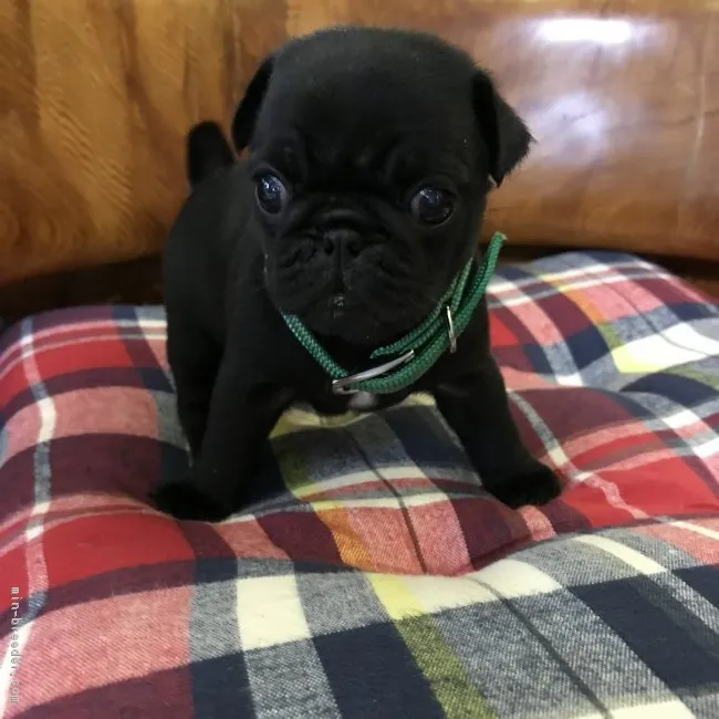 まめちゃんママ 様のお迎えした子犬