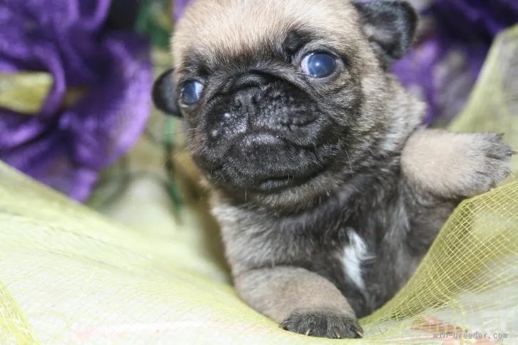 ID:1512-00663の子犬