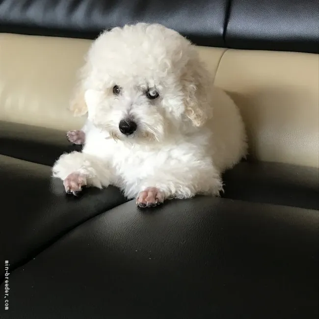 ID：1907-02031の子犬