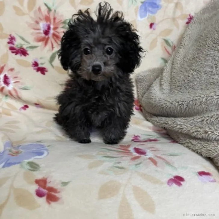 O.T 様のお迎えした子犬