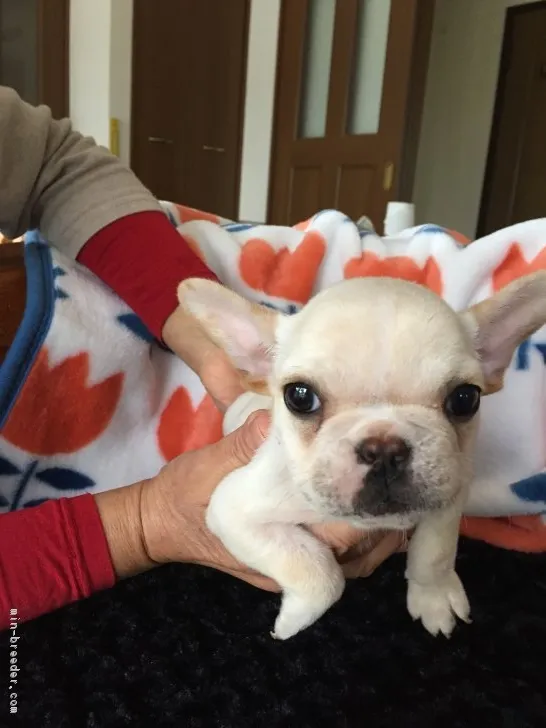 ID：1711-00977の子犬
