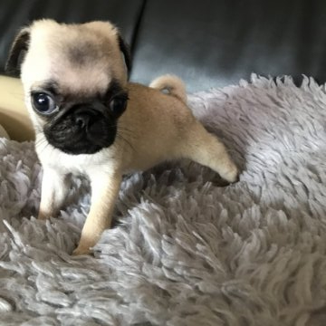 パグ【鹿児島県・男の子・2020年5月27日・フォーン】の写真「ちびっこ」