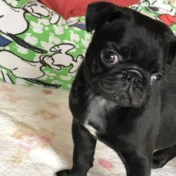 パグ【鹿児島県・男の子・2020年12月12日・ブラック】の写真「イケメン君」