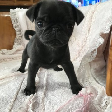 パグ【鹿児島県・男の子・2019年2月16日・ブラック】の写真「小ぶり」
