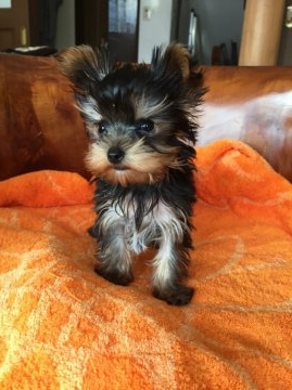 ヨークシャーテリア【鹿児島県・男の子・2016年8月13日・スチールブルータン】の写真「小さく可愛い」