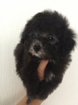 トイプードル(ティーカップ)【鹿児島県・女の子・2017年1月10日・シルバー】の写真「可愛いい」