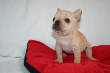 フレンチブルドッグ【鹿児島県・男の子・2012年9月20日・クリーム】の写真「」