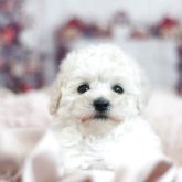 トイプードル(トイ)