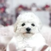 トイプードル(トイ)