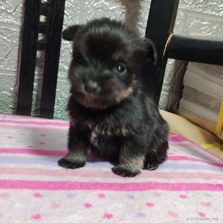 N.I 様のお迎えした子犬